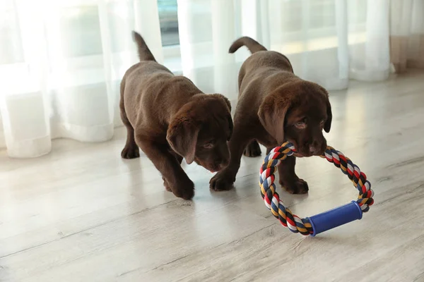 Chocolate Labrador Retriever Welpen Mit Spielzeug Drinnen — Stockfoto