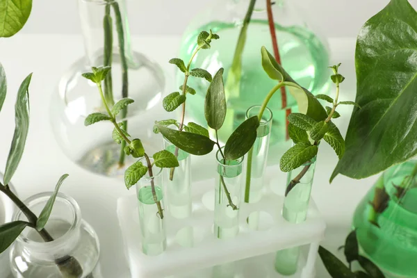 Laboratoriumglaswerk Met Planten Een Witte Achtergrond Close Chemie Concept — Stockfoto