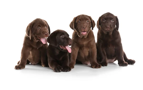 Choklad Labrador Retriever Valpar Vit Bakgrund — Stockfoto