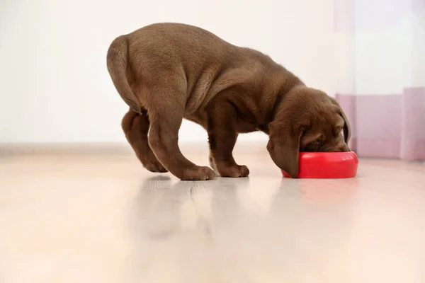 Chocolate Labrador Retriever Cachorro Comendo Comida Tigela Casa — Fotografia de Stock