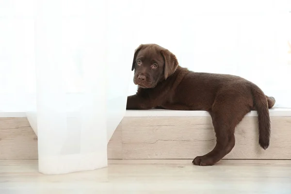 Chocolate Labrador Retriever Cachorro Alféizar Ventana Interiores — Foto de Stock