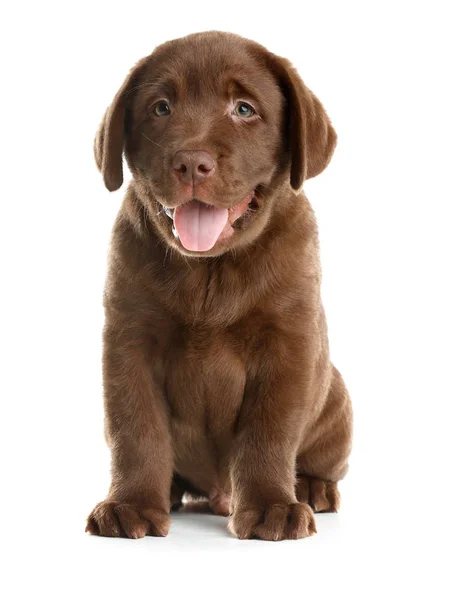 Chocolate Labrador Retriever Cachorro Sobre Fondo Blanco —  Fotos de Stock