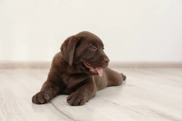 Katta Kapalı Çikolata Labrador Retriever Köpek Yavrusu — Stok fotoğraf