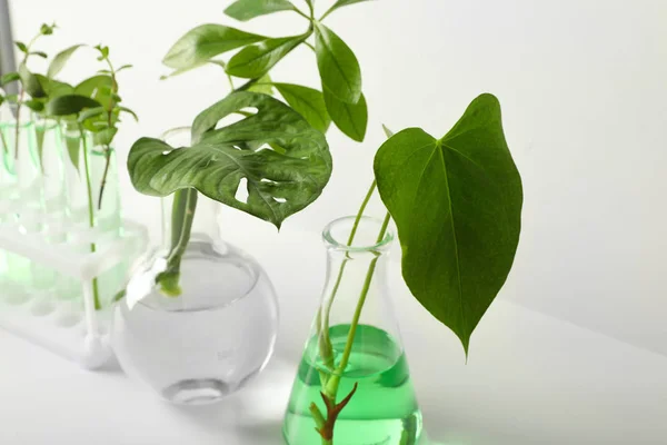 Laboratóriumi Üvegeszközök Növényekkel Fehér Háttér Kémia Koncepció — Stock Fotó