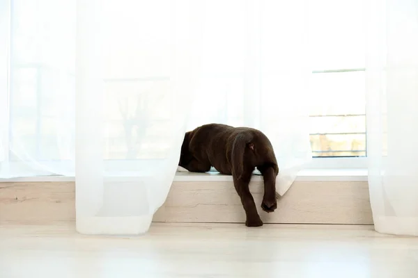 Čokoládový Labradorský Retrívr Štěně Okenní Parapet Interiéru — Stock fotografie