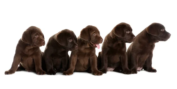 Chocolate Labrador Retriever Puppies White Background — Stock Photo, Image