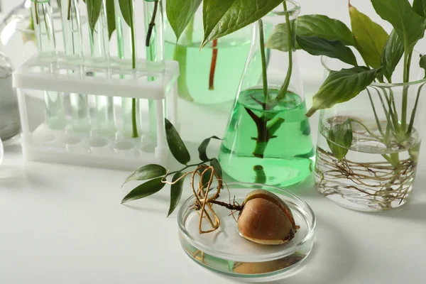 Vidrio Laboratorio Con Plantas Sobre Fondo Blanco Concepto Químico — Foto de Stock