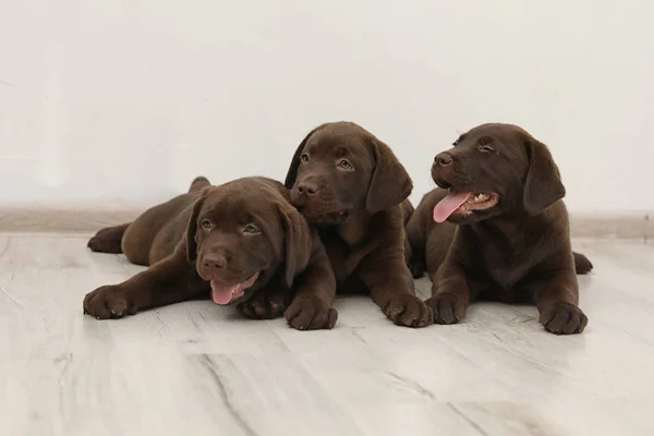 Choklad Labrador Retriever Valpar Golv Inomhus — Stockfoto