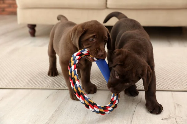 Chocolate Labrador Retriever Welpen Mit Spielzeug Drinnen — Stockfoto