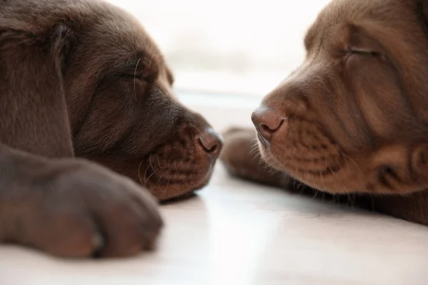 Chocolate Labrador Retriever Welpen Schlafen Auf Dem Boden Geschlossenen Räumen — Stockfoto