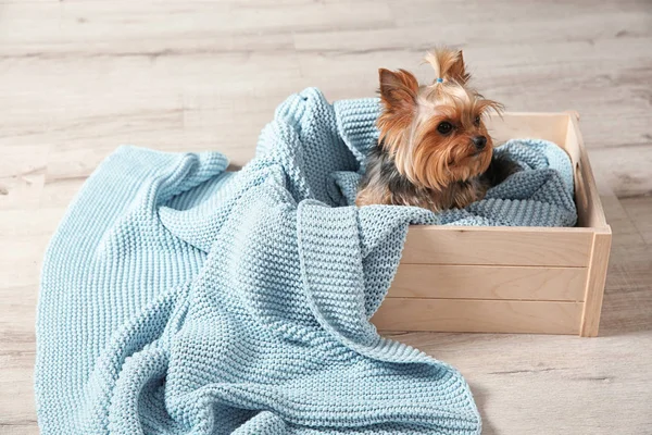 Yorkshire terrier in wooden crate on floor, space for text. Happy dog