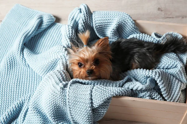 Yorkshire terrier in wooden crate on floor. Happy dog