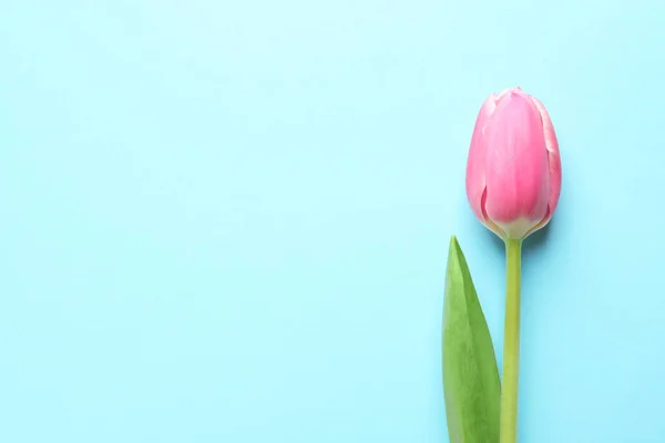 stock image Beautiful spring tulip on blue background, top view with space for text. International Women's Day