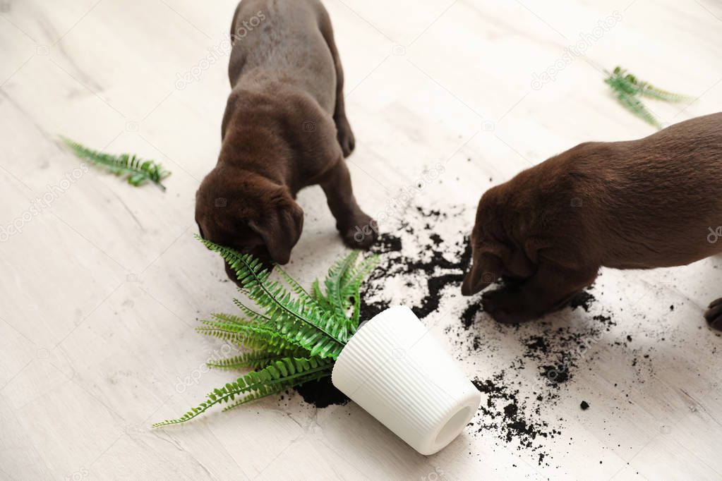 Chocolate Labrador Retriever puppies with overturned houseplant at home