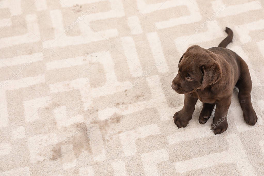 Chocolate Labrador Retriever puppy and wet spot on carpet. Space for text