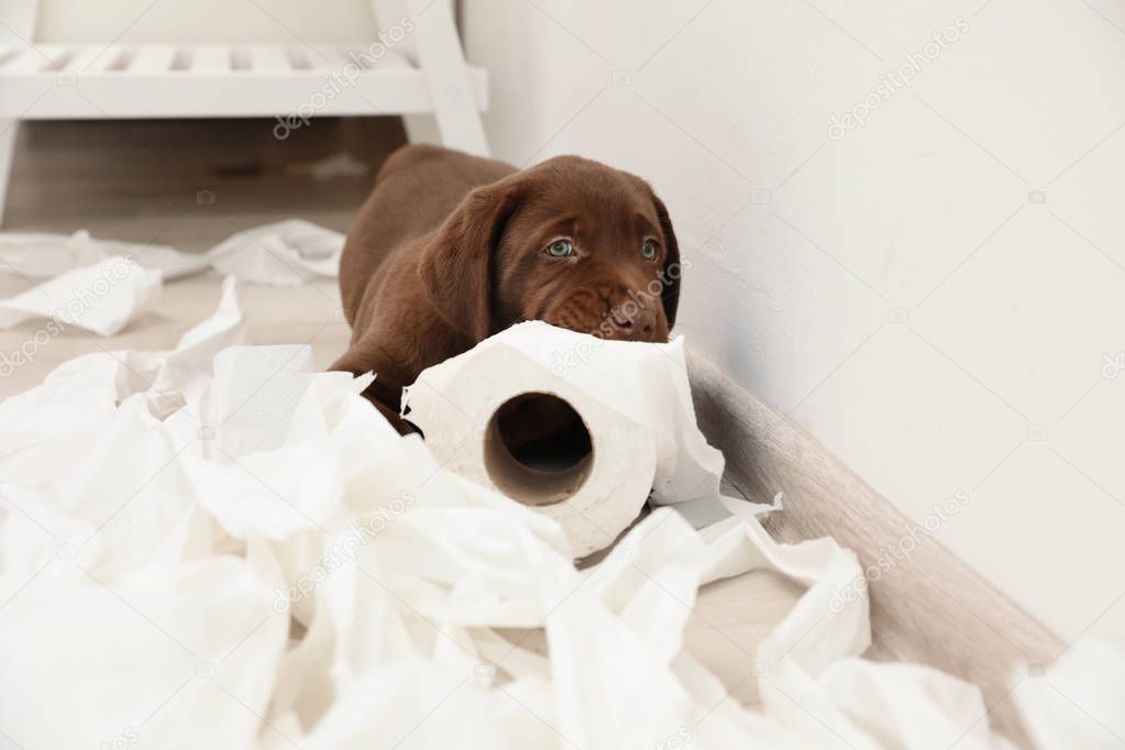 Cute chocolate Labrador Retriever puppy and torn paper on floor indoors