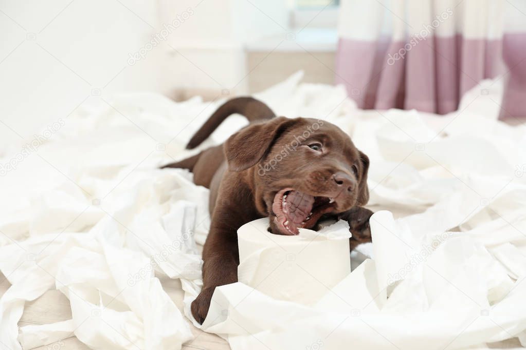 Cute chocolate Labrador Retriever puppy and torn paper on floor indoors