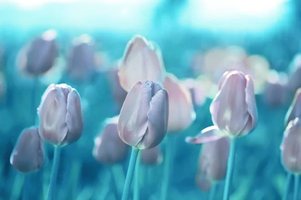 Szép Tulipán Kert Növekszik Tavaszi Virágok — Stock Fotó