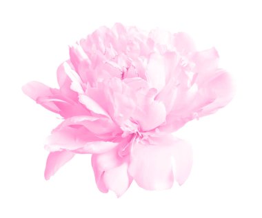 Beyaz arka planda güzel pembe şakayık çiçeği