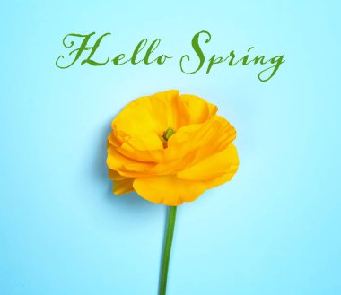 Güzel Düğünçiçeği çiçek ve renk arka plan üzerinde metin Merhaba bahar