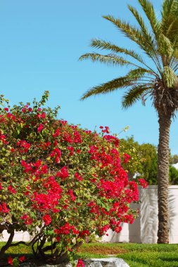 Güzel çiçek açan bush ve güneşli tropikal Resort palm
