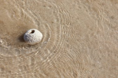 Ölü mercan kum üzerinde gelgit tarafından yaptı parçası. Metin için yer
