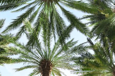 Avuç içi ile güneşli görünümünün altındaki gür yeşil yapraklar