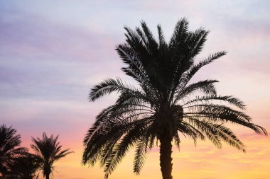 Tropik avuç içi ve güzel günbatımı gökyüzü arka plan üzerinde