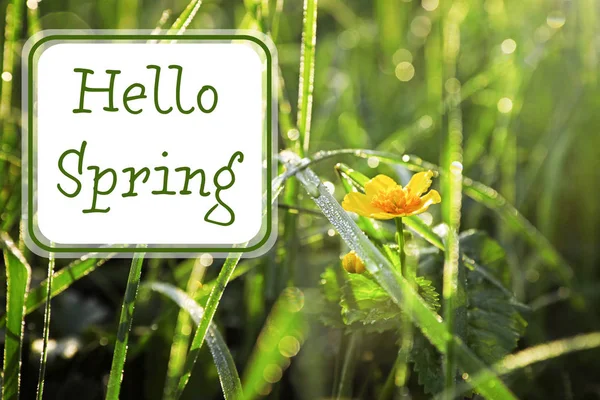 Texto Olá Primavera Prado Verde Com Flor Selvagem Dia Ensolarado — Fotografia de Stock
