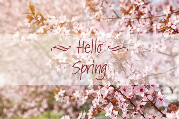 Текст Привіт Весна Гілки Квітучими Квітами — стокове фото