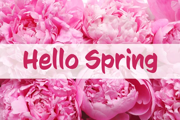 Hello Spring Beautiful Peony Flowers Background — стоковое фото