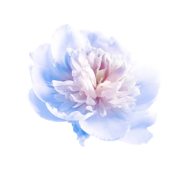 Vackra Blå Pion Blomma Vit Bakgrund — Stockfoto