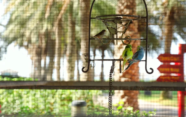 テキストのためのスペースを持つ格子を通して屋外の鳥小屋の別のエキゾチックな鳥を見る — ストック写真
