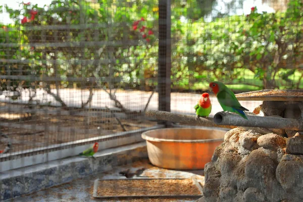 Różne Egzotyczne Ptaki Odkrytym Ptaszarnia Zobacz Pomocą Rusztu Miejsca Tekst — Zdjęcie stockowe