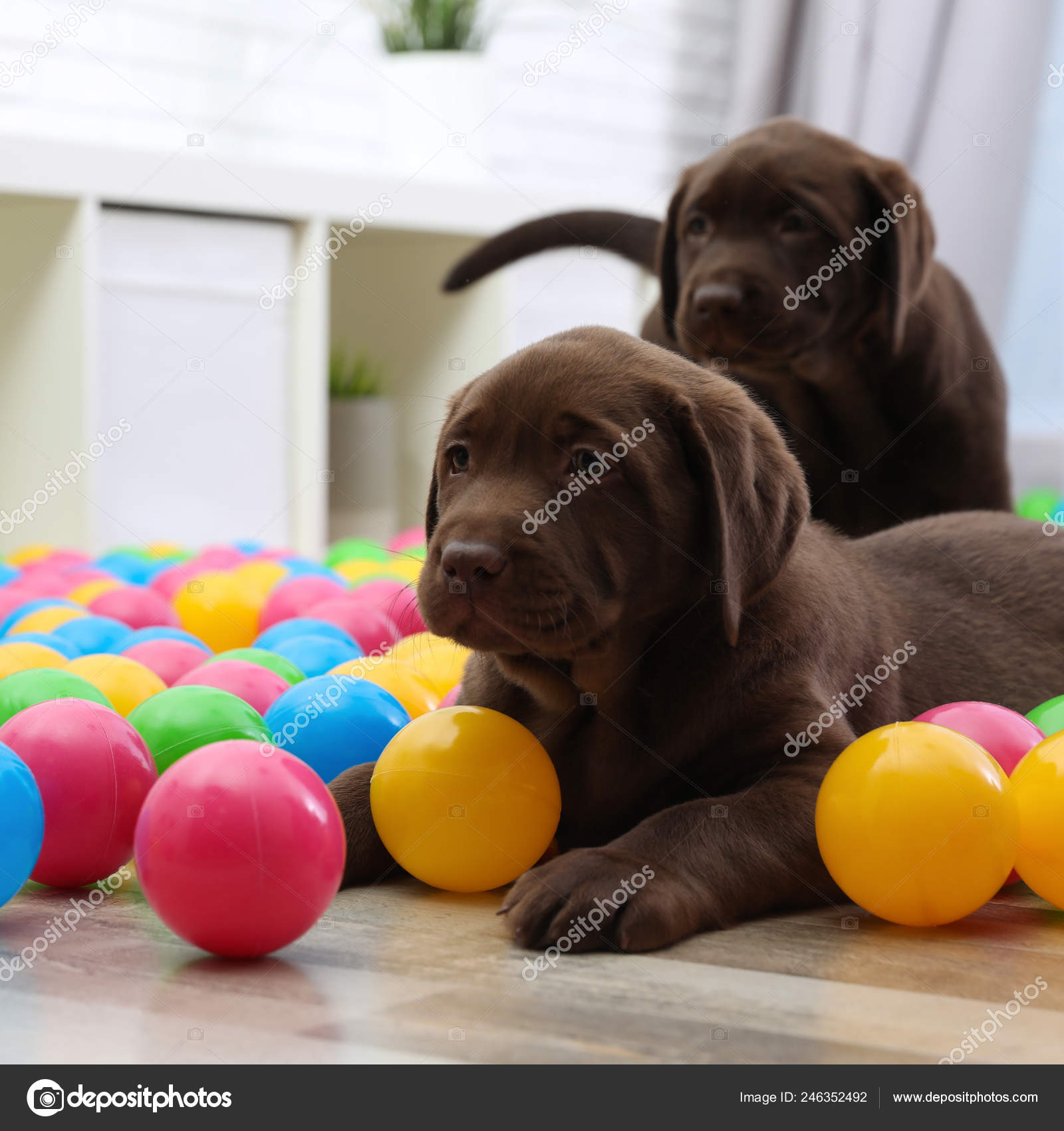 カラフルなボール室内で遊んでチョコレートのラブラドールレトリバーの子犬 ストック写真 C Newafrica カラフルなボール室内で遊んでチョコレートのラブラドールレトリバーの子犬 ストック写真 C Newafrica