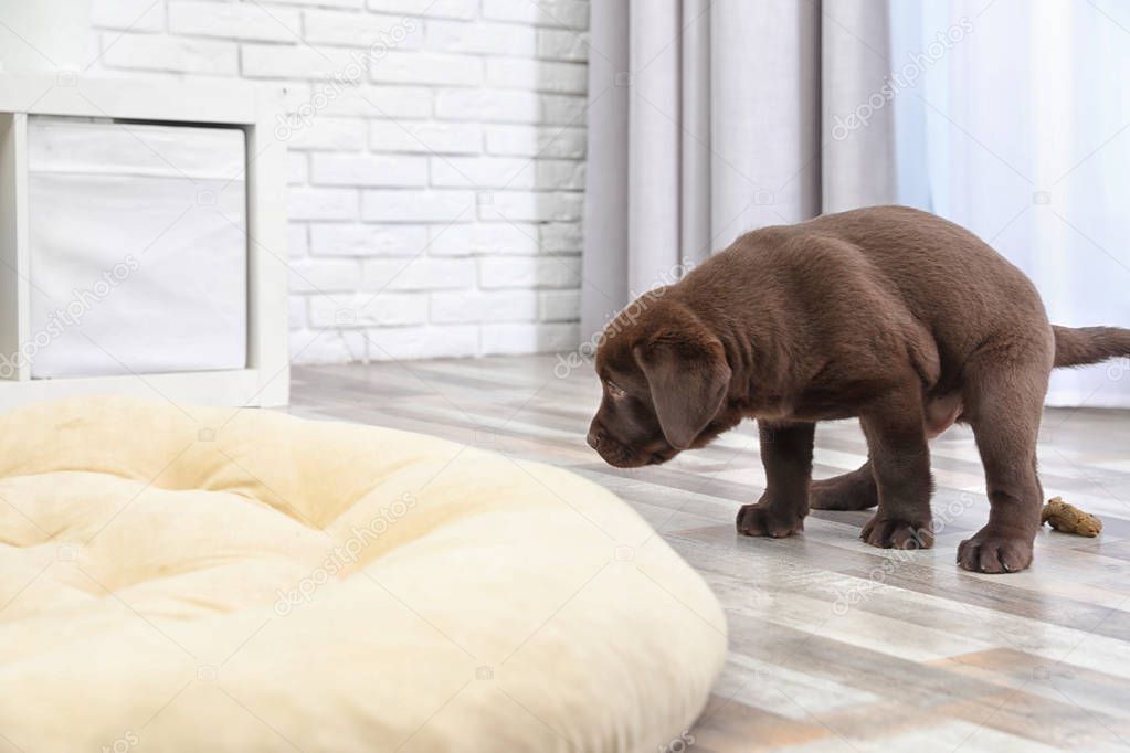 Chocolate Labrador Retriever puppy pooping on floor indoors