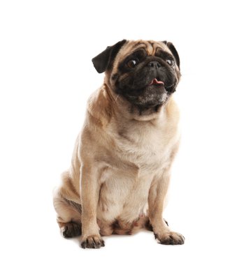 Beyaz izole mutlu sevimli pug köpek