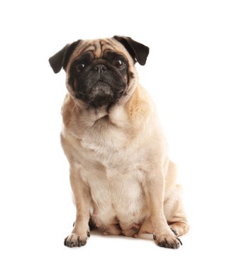 Beyaz izole mutlu sevimli pug köpek