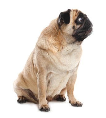 Beyaz izole mutlu sevimli pug köpek