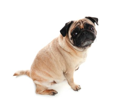 Beyaz izole mutlu sevimli pug köpek