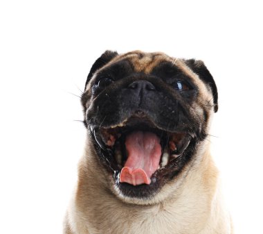 Beyaz izole mutlu sevimli pug köpek