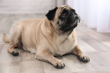 Katta kapalı mutlu sevimli pug köpek