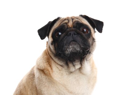 Beyaz izole mutlu sevimli pug köpek