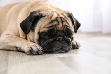 Mutlu sevimli pug köpek katta kapalı. Metin için yer