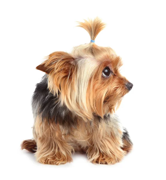 Yorkshire Terrier Isolé Sur Blanc Chien Heureux — Photo