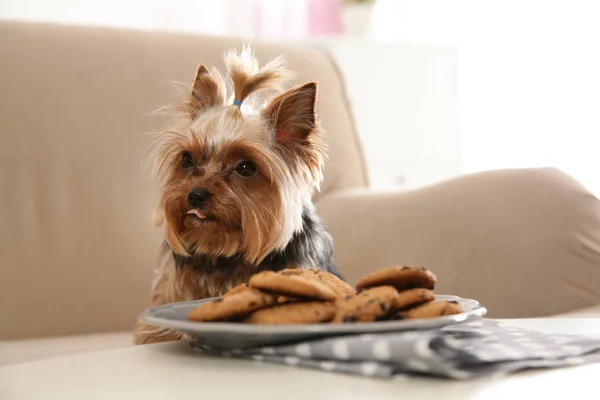 Yorkshire Terrier Sofá Perto Chapa Com Biscoitos Casa Espaço Para — Fotografia de Stock