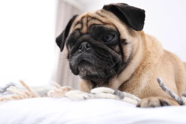 Feliz Cachorro Bonito Cão Cama Dentro Casa — Fotografia de Stock