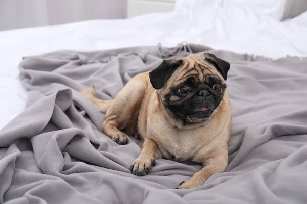 Happy Cute Pug Dog Bed Indoors — Stock Photo, Image