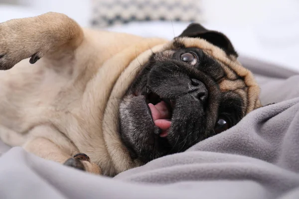 Glücklich Süße Mops Hund Auf Grau Kariert Hause — Stockfoto