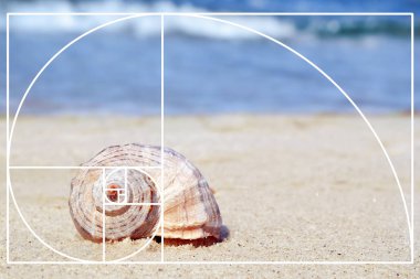 Fibonacci spiral ve kum plajındaki deniz kabuğu. Altın oran kavramı 